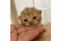 オンライン見学
